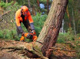 Best Tree Health Inspection  in Spinnerstown, PA